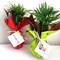 Plantes-depolluantes-Alterego-Goodies-Entreprise